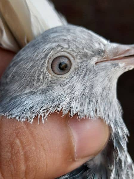 rampuri teddy sialkoti ferozpuri kabootar kabutar pigeons for sale 6