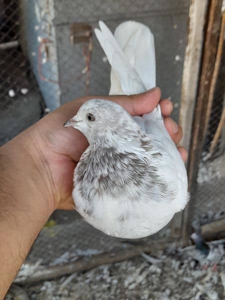 rampuri teddy sialkoti ferozpuri kabootar kabutar pigeons for sale 7