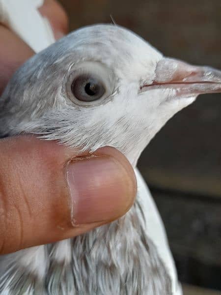 rampuri teddy sialkoti ferozpuri kabootar kabutar pigeons for sale 8