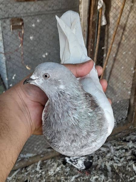 rampuri teddy sialkoti ferozpuri kabootar kabutar pigeons for sale 9