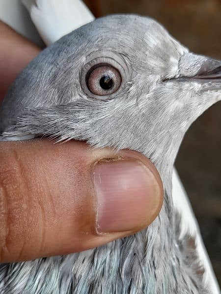 rampuri teddy sialkoti ferozpuri kabootar kabutar pigeons for sale 10