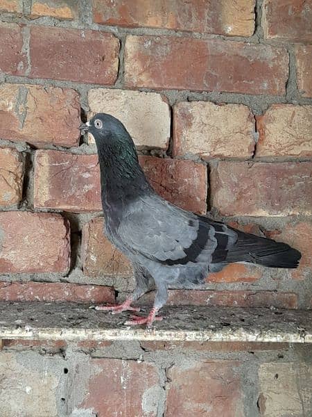 rampuri teddy sialkoti ferozpuri kabootar kabutar pigeons for sale 11