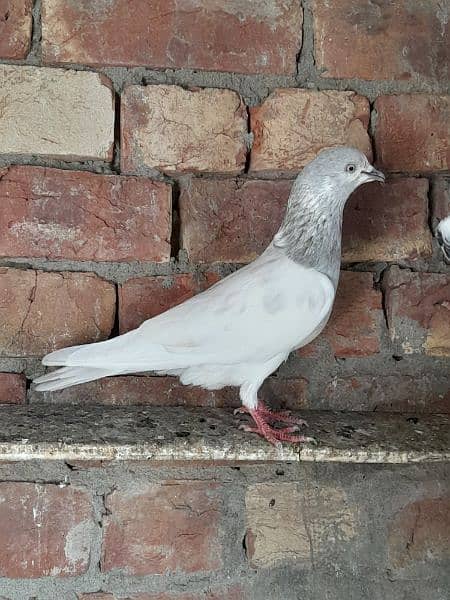 rampuri teddy sialkoti ferozpuri kabootar kabutar pigeons for sale 12