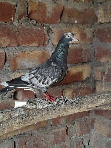 rampuri teddy sialkoti ferozpuri kabootar kabutar pigeons for sale 13