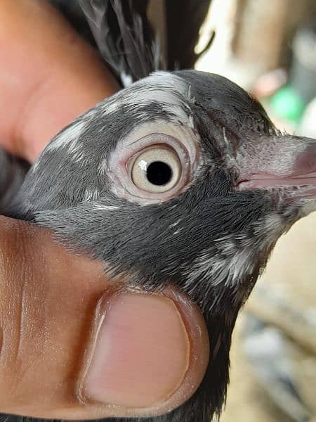 rampuri teddy sialkoti ferozpuri kabootar kabutar pigeons for sale 14