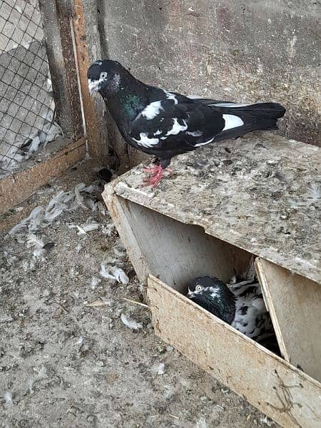 rampuri teddy sialkoti ferozpuri kabootar kabutar pigeons for sale 15