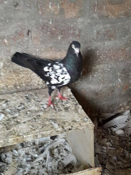 rampuri teddy sialkoti ferozpuri kabootar kabutar pigeons for sale 17