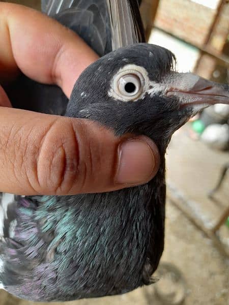 rampuri teddy sialkoti ferozpuri kabootar kabutar pigeons for sale 18