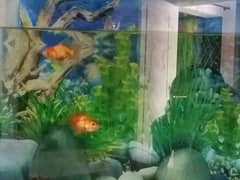 Healthy Goldfish Pair