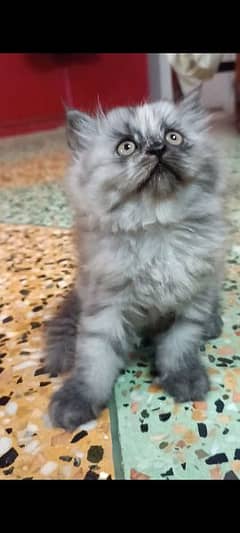 2 pure Persian punch face kittens for sell. read description carefully