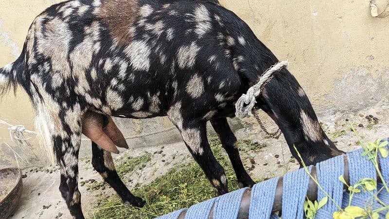 Sialkoti 2 months gaban bakri urgent sell 2 Teeth 1