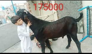 Goats 11 available awla nasal urgent sale