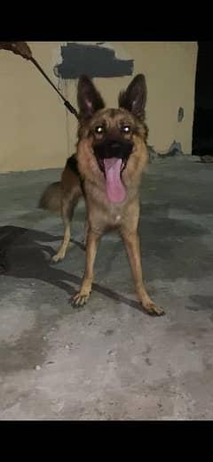 German Shepherd no exchange only sale