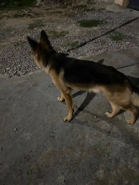 German Shepherd no exchange only sale 2