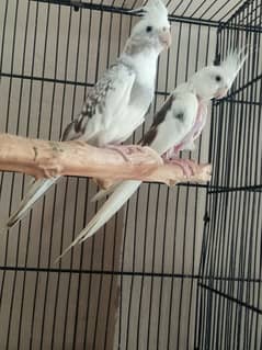 cocktail breeder pair urgent sale