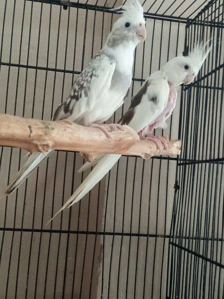 cocktail breeder pair urgent sale 0