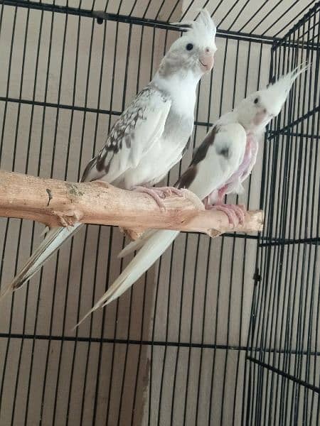 cocktail breeder pair urgent sale 1