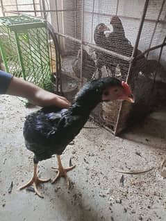 Heera cross Aseel male and female desi or misri cross egg laying hens