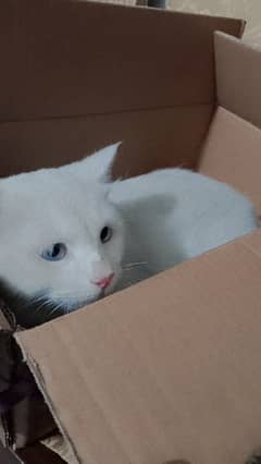 Turkish angora cat for sale reasonable price 0