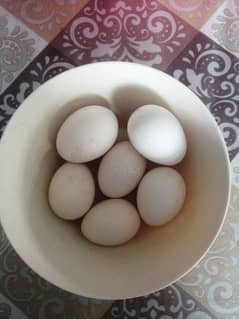 Fresh and Fertile Aseel Eggs