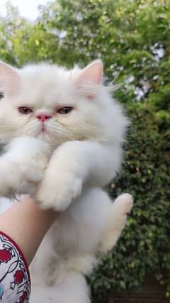 peki/peke kitten