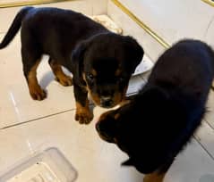 Rottweiler Female Puppies with Imported Bloodlines!