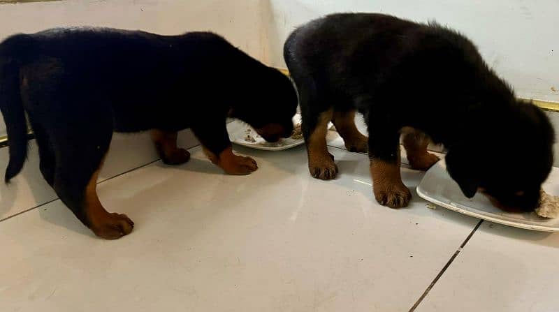 Rottweiler Female Puppies with Imported Bloodlines! 1