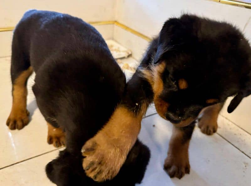 Rottweiler Female Puppies with Imported Bloodlines! 2