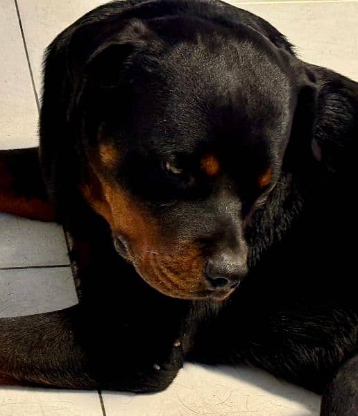 Rottweiler Female Puppies with Imported Bloodlines! 3