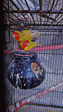 lovebird pair