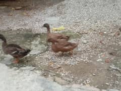 ducks for sale