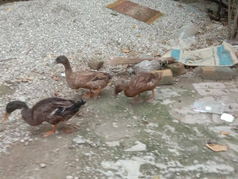 ducks for sale 1