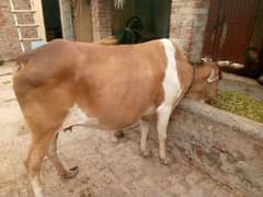 Cow for sale