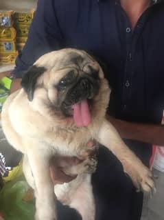 pug female