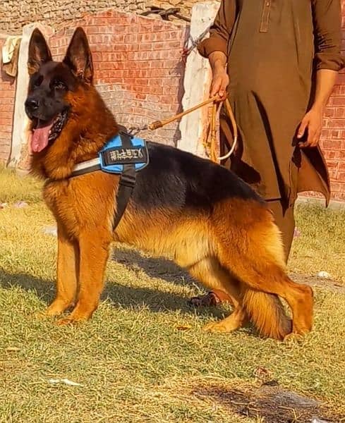 King size Chinese Shepherd male heavy bone for sale 1