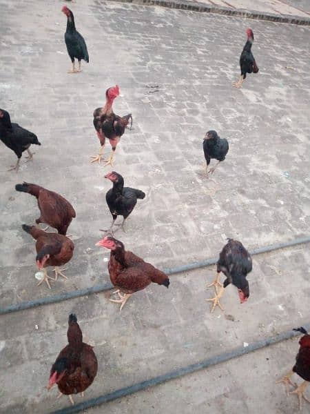 Hens are sale 2