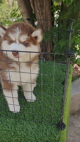 Siberian husky puppie 03250334267 only Whatsapp 2