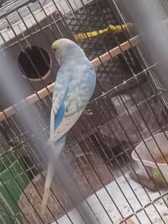 budgies  breeder 0