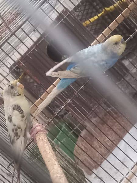 budgies  breeder 1