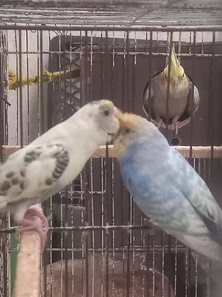 budgies  breeder 2