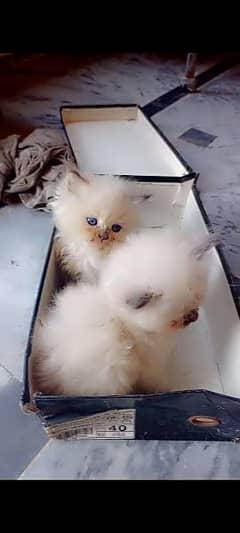 Himalayan+Persian triple coated kitten with fur 03488708402