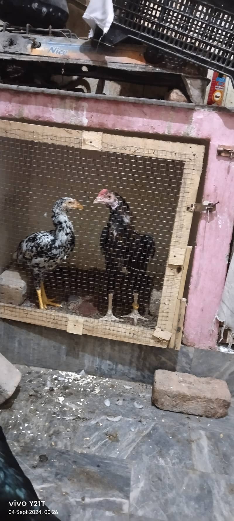 Day 01 to 8 month Aseel Chicks available 2