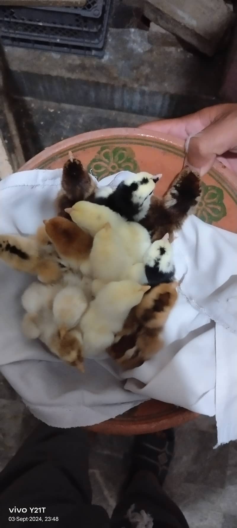 Day 01 to 8 month Aseel Chicks available 3