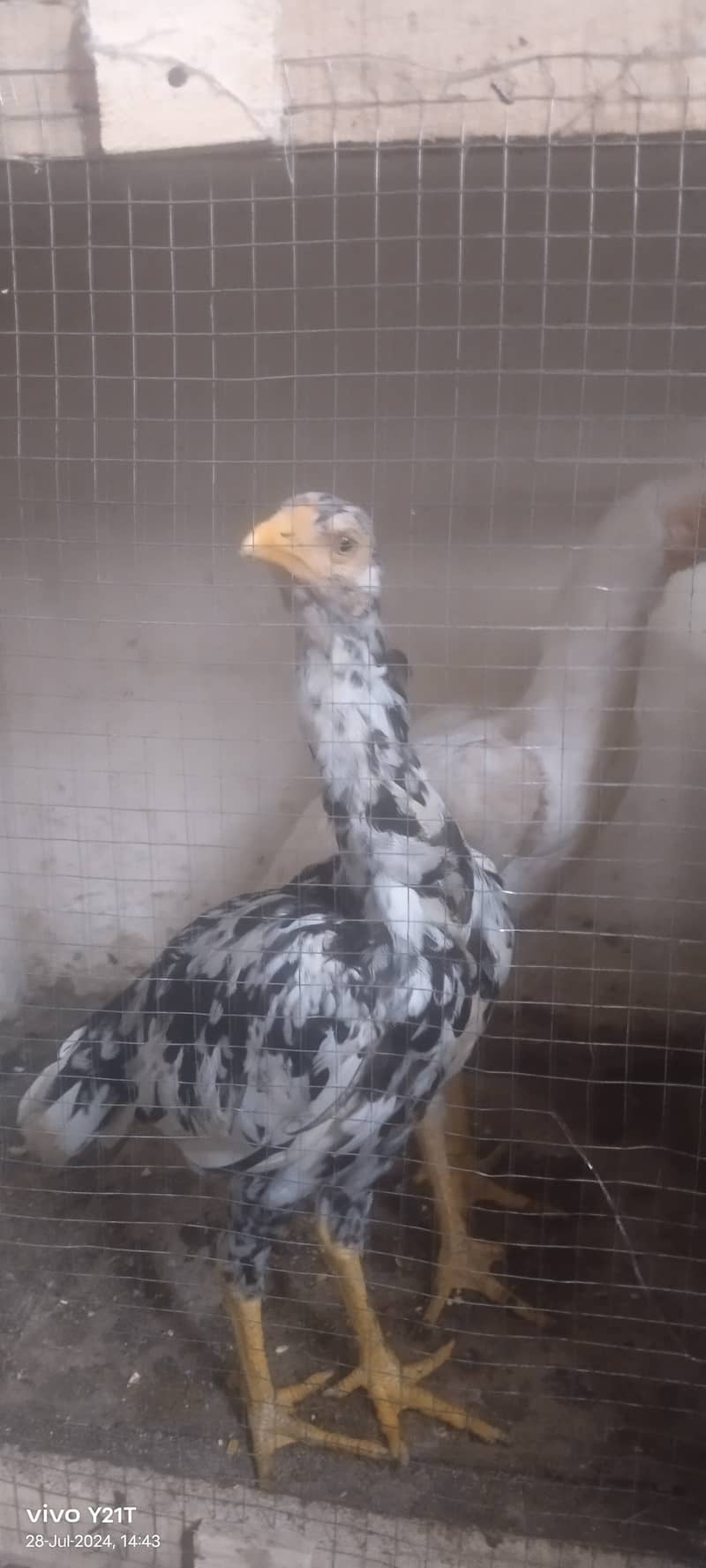 Day 01 to 8 month Aseel Chicks available 6