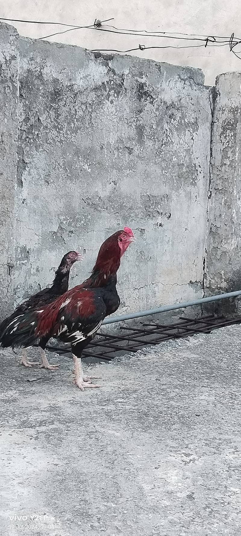 Day 01 to 8 month Aseel Chicks available 7