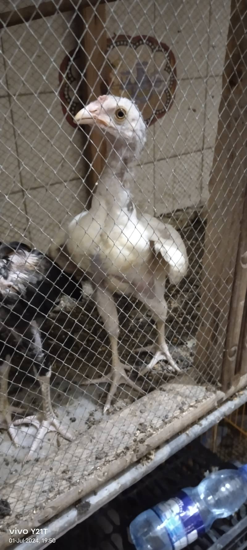 Day 01 to 8 month Aseel Chicks available 8