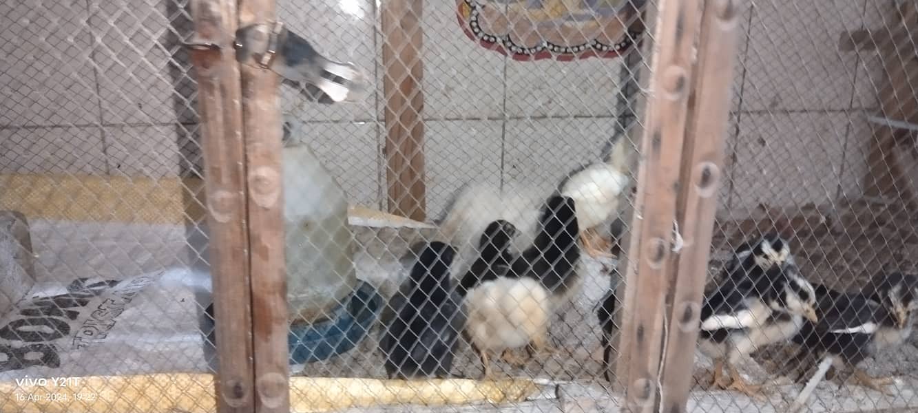 Day 01 to 8 month Aseel Chicks available 10