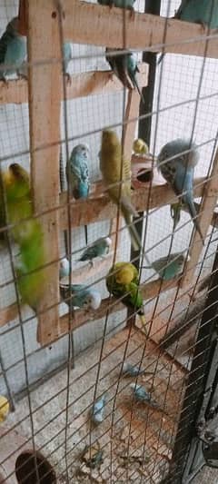 parrots