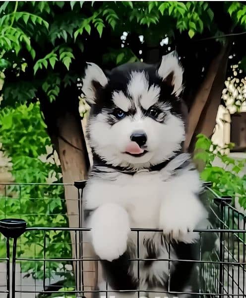 Siberian husky puppie 03250334267 only Whatsapp 1