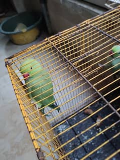 Ringneck pair for sale female age 4 years male age 5 years